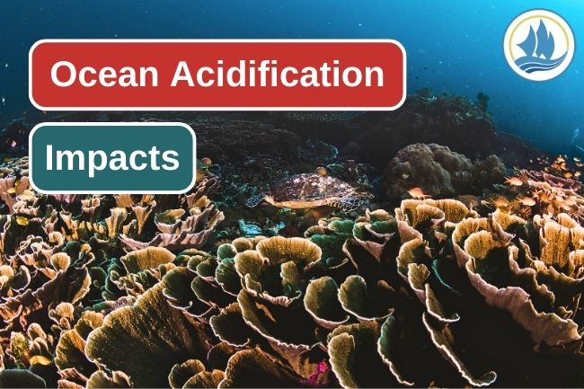 5 Impact That Ocean Acidification Caused